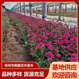 Qingzhou Base Supplies Garden Landscape Greening Seedlings, Four-Season Flowering Seasonal Grass Flowers, Fine-Leafed Beauty Cherry Blossoms