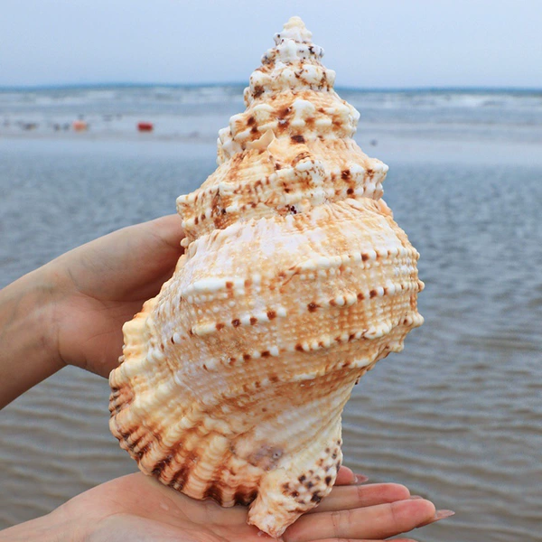 Grade A stone snail [16-18 cm]