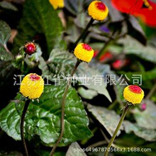 ���A�շN�Ӿ��^�G���׻��ļ�ͥԺ��ͥ�����̨�@ˇ���ݻ������N��