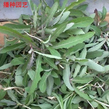 苦麻菜种子野菜种子苦菜盆栽蔬菜种子阳台种菜四季播苦生菜新疆