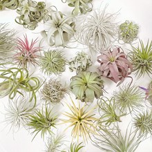 空气凤梨无土植物花期带色绿植盆栽花草礼品礼物羟禹其他