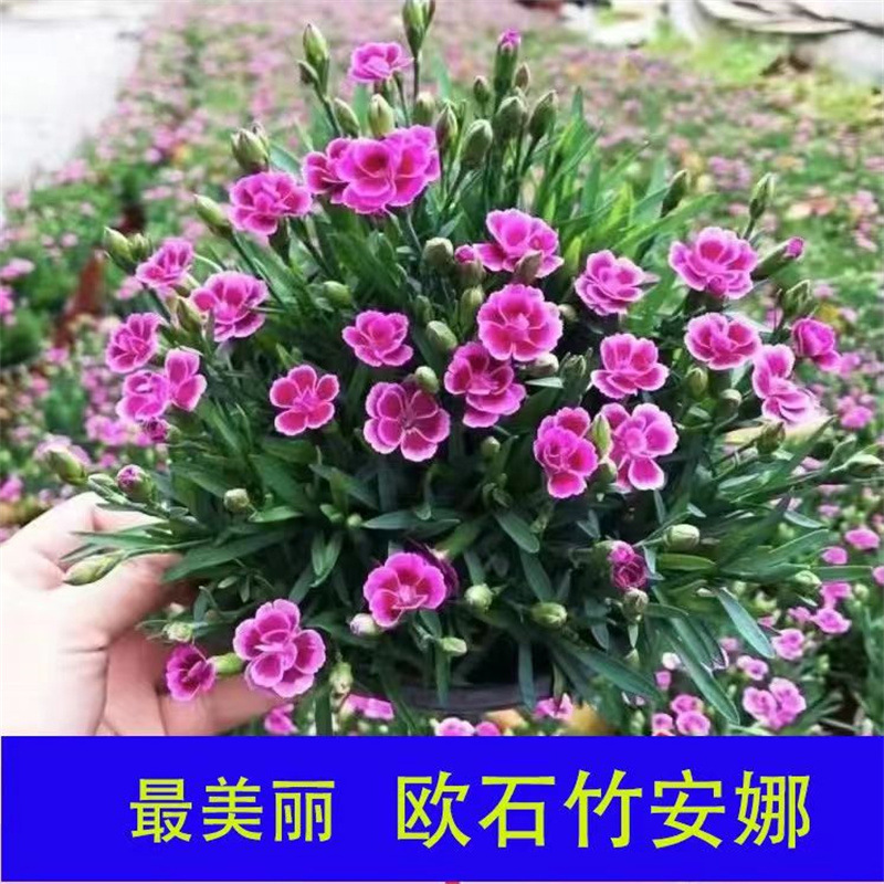 欧石竹初吻花苗盆栽带花苞庭院耐寒草坪多年生花期长四季开花包邮