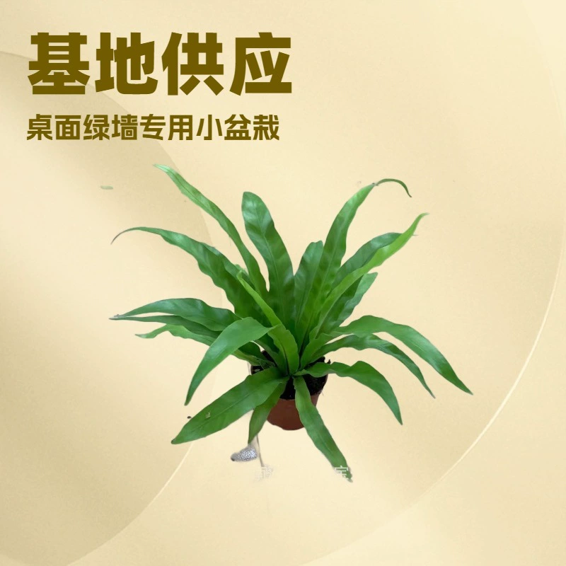 Поставка комнатных растений для офиса и дома, лиственное растение птичье гнездо (фитосфера) A90, миниатюрное растение в горшке для зеленой стены, постоянно зеленое круглый год.