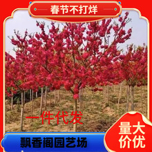 һ�����l÷������ͥԺ���������ͺ���÷�t÷�D÷��������辰�ļ�