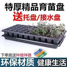 接水盘阳台种菜专用盆种植器营养草莓育苗盘辣椒玉米白菜秧苗蔬菜