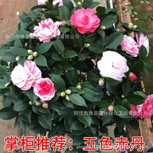 ��ɫ�൤�ͺ��軨�����������ļ��̨���ԾGֲ���Ԏ��������󃞻�