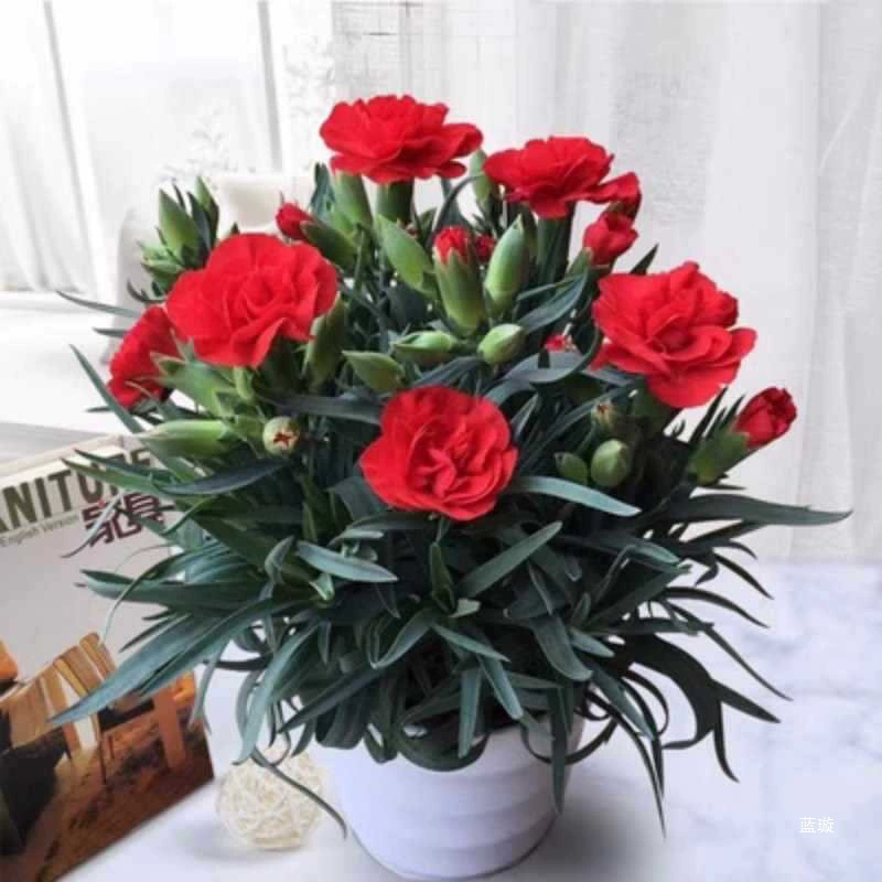 Зеленые растения и цветы с четырьмя сезонами, зеленые бутоны для гостиной, комнатные горшечные растения, хороший диантус, цветущие гвоздики на балконе для кормления