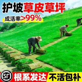 盆栽;园林果树;乔木
