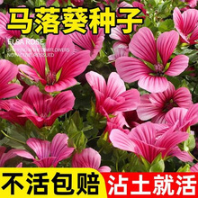 �R����N��������ļ����N�\�������҃����̨ͥԺ�׻����Ի��N��