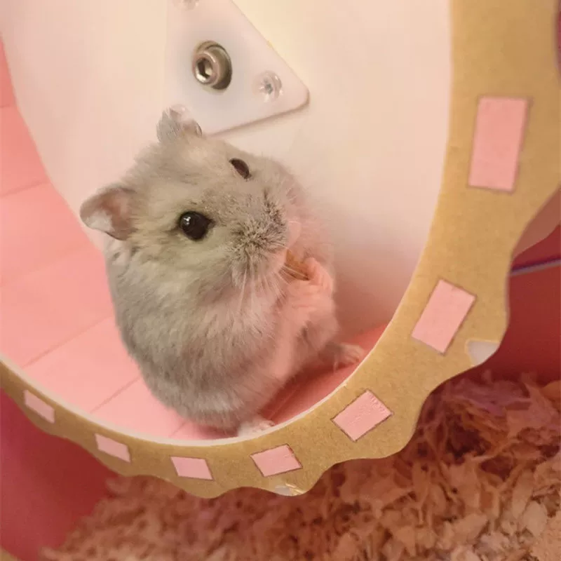 Пара хомяков, детеныш, золотой медведь, сумка для хомяка, живая сумка Jiankang, трехлинейный фиолетовый пудинг для хомяка