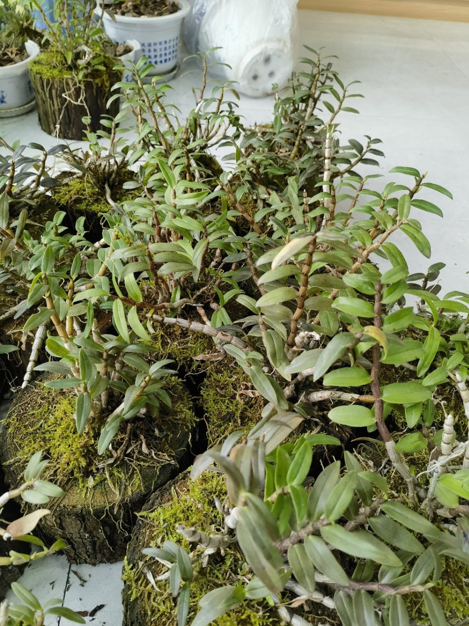 Huoshan Tie Pi Shi Hu Dendrobium Officinale Live Potted Orchid Indoor Decorative Green Plant key features
