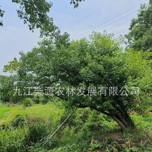 Curved Red-Bark Soapberry, Leaning Red-Bark Soapberry, Clustered Red-Bark Soapberry, Shaped Red-Bark Soapberry, Bent Red-Bark Soapberry, Elegant Red-Bark Soapberry, Special-Shaped Red-Bark Soapberry, Special-Shaped Red-Bark Soapberry