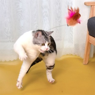 New fairy feather cat collar feather sound bell since hi boredom artifact toy cat stick in stock wholesale