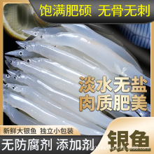 厂家直供银鱼淡水水产冷冻面条鱼白饭鱼宝宝辅食鲜捕速冻100g/袋