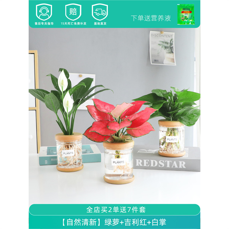 Plantas hidropónicas en maceta de flores de oficina de flores pequeñas plantas verdes en todas las estaciones, fácil de cultivar plantas en maceta de agua suculenta.