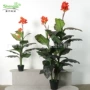 新款仿真红美人绿植喜林芋