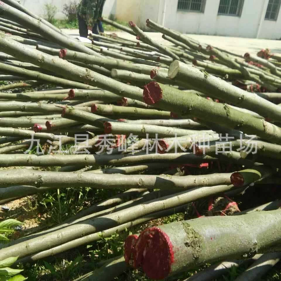 Оптовая продажа 1cm Huangshan Larix 5cm Larix 2cm Lamp Tree 3cm Natural Larix Log Jujube Wood