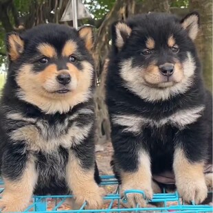 �����F�������A��@���۹����������F�������������oԺ�ڹ�