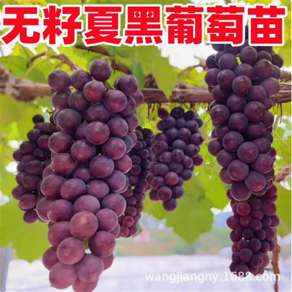 Виноград Фруктовое дерево Рассада Золотой палец Виноград без косточек