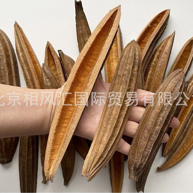 [Melon Wood] Imported Dried Fruits and Shells, Natural Plants, Photo Props and Decorative Ornaments