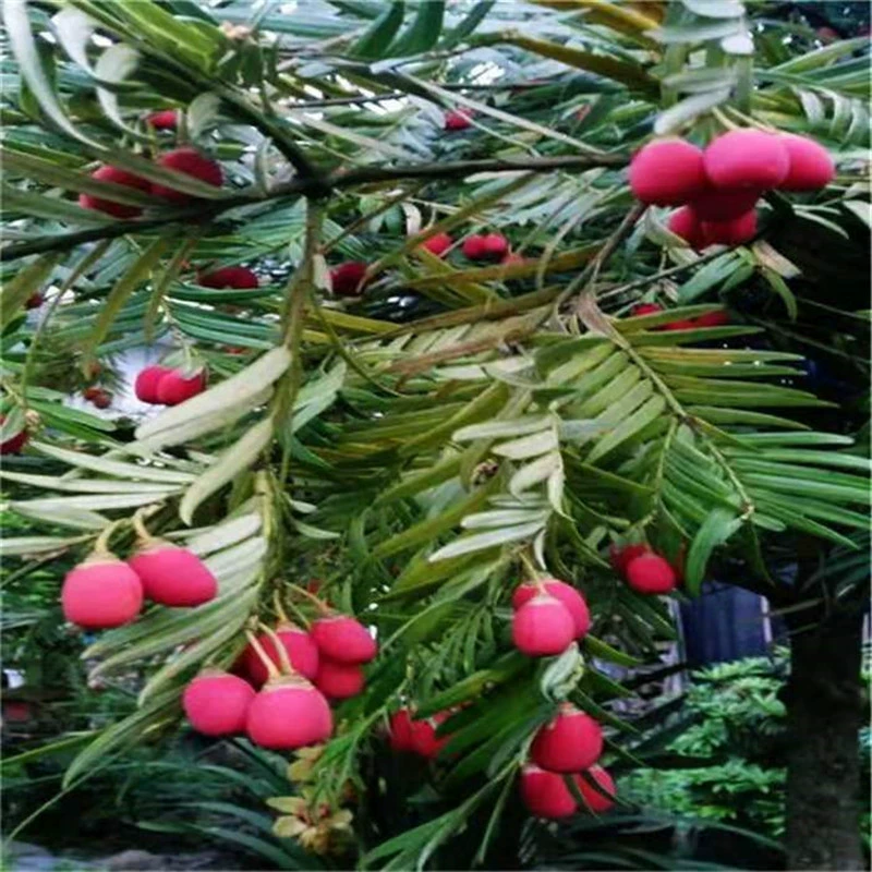 База оптовый шип цветок в форме кедра саженцы деревьев в горшках экономические саженцы облесения вилла двор пейзаж озеленение дерево холодостойкость