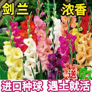 Gladiolus Bulbs Perennial Flower Potted Plant Thirteen Guards Gladiolus All-Season Courtyard Outdoor Easy-To-Grow Plant with Strong Fragrance