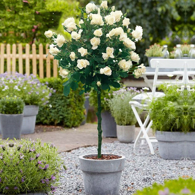 Леденец Пень Роза Рассада Двор Декоративные цветы в горшке Растения Четыре сезона Цветение бутонами Древесная Роза