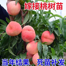 桃树果苗嫁接苗盆栽地栽南方北方种植水蜜桃苗冬桃当年结果桃树苗