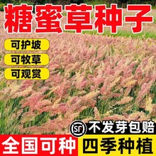 ���۲ݷN���ͺ��ļ��ϱ����Nֲ���ݷN���o�¹������@�侰�^�p����