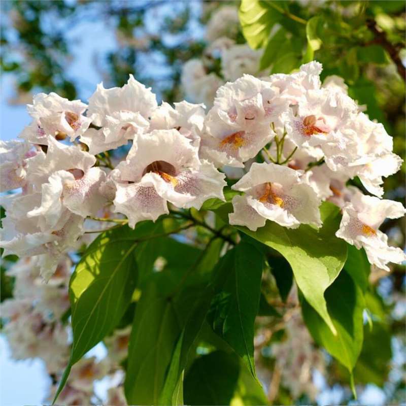 梓树种子 花楸 水桐 河楸 黄金树 臭槐树 梓实 梓白皮 辛树种子