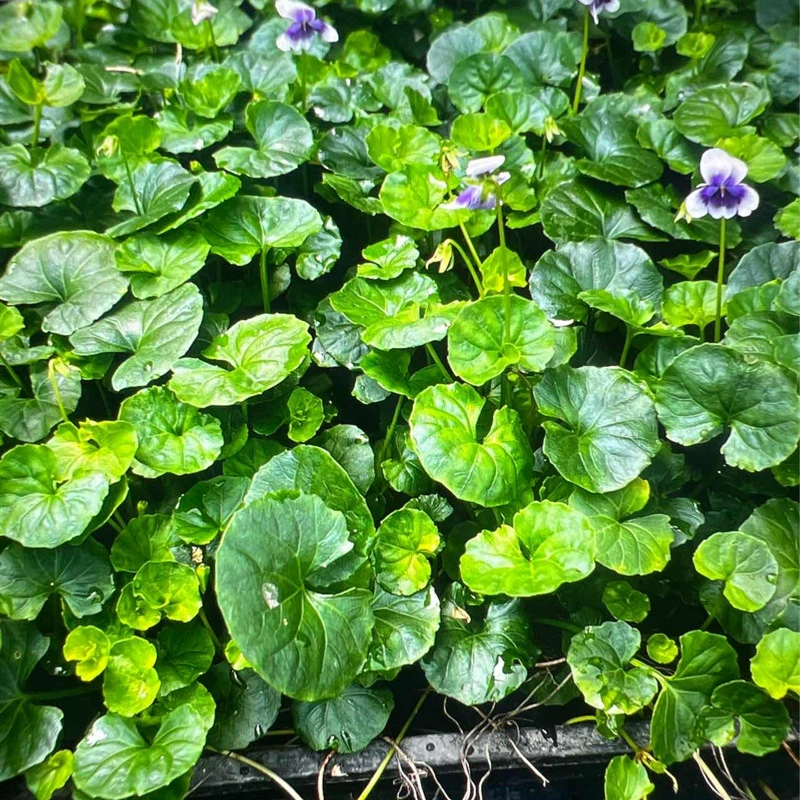 Панда анютины глазки квадратная плита анютины глазки Почки лист анютины глазки Главная Садоводство Частный сад завод цветок границы Декоративные земли