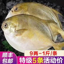 深海金鲳鱼5条超大鲳鱼新鲜冷冻银鲳白鲳冰鲜活水产批发顺丰冷链