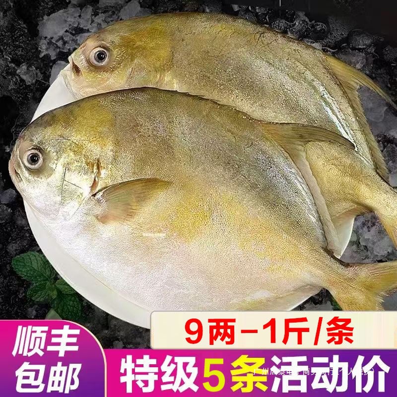 深海金鲳鱼5条超大鲳鱼新鲜冷冻银鲳白鲳冰鲜活水产批发顺丰冷链