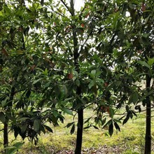 Դrľ ɽӢ GƷN Ӣ5—10cm