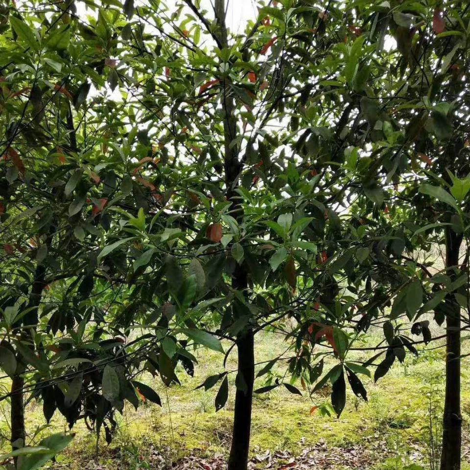 Сельскохозяйственная и лесная база рассады Чаиюань Шанду Инь с зеленым сортом Цзянси Дуйинг 5cm -10см