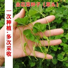 �𻨲˷N�Ӿ�����^������ޣ����ʳ����ޣ�ݷN���ļ��B���߲˷N��