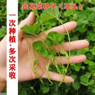 �𻨲˷N�Ӿ�����^������ޣ����ʳ����ޣ�ݷN���ļ��B���߲˷N��