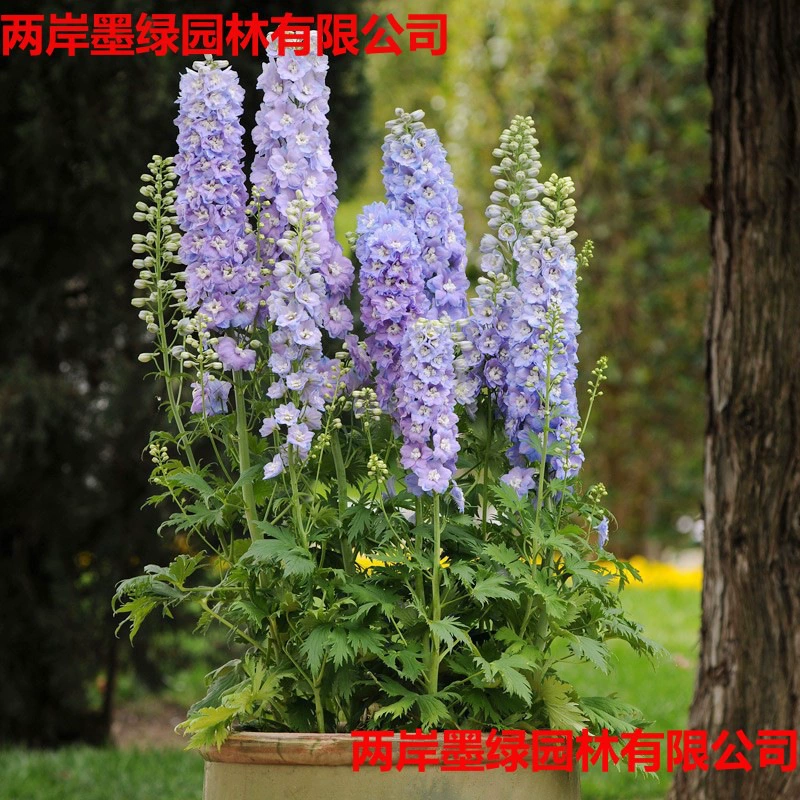 Семена дельфиниума, четырехсезонные цветы, четырехсезонные цветы, непрерывные цветы, цветы для уличных растений