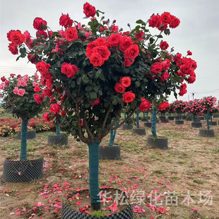 High-Pole Rose Flower Seedlings Park Courtyard Ornamental Flower Plants Four-Season Cycle Flowering Potted Shape Tree Stump Rose