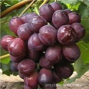 ���ѻ������l ���Ѿ����������ј��� ᄾ������� ���Ե��Զ�Ʒ�N