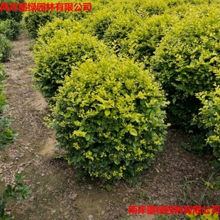 ���~Ůؑ�����ֱ�N���NҎ��С�磨��Ʒ�N�Rȫ���|�����r������