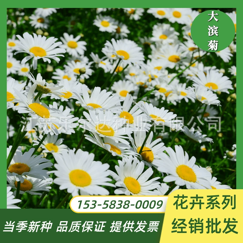 Семена даграма семена ромашки Four Seasons легко выращивать живые семена цветов балкон двор уличные Цветы Семена цветов Семена