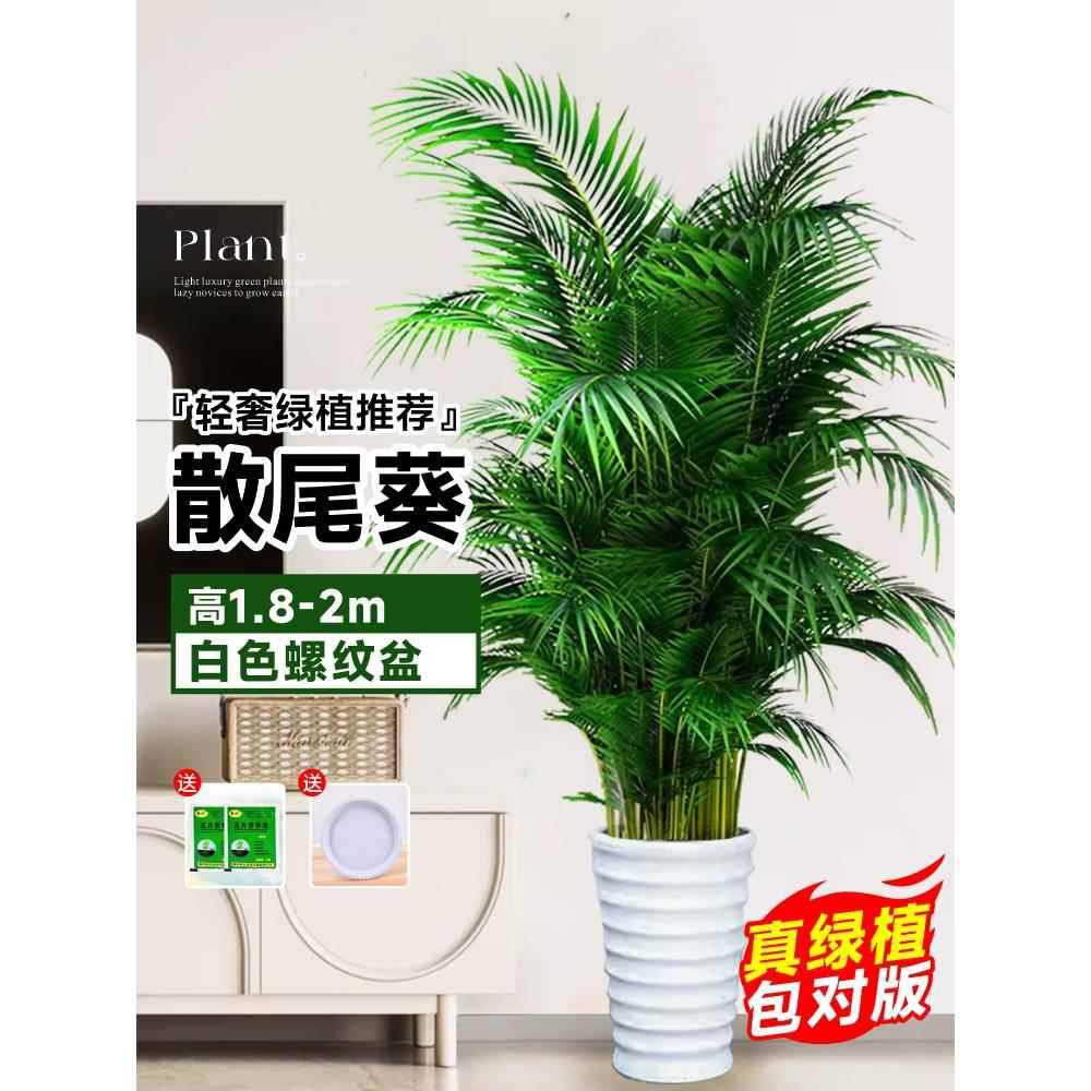 [Door to Door Delivery] 고품질 느슨한 꼬리 해바라기 1.8- 2.1m 그루★나사형 세면대 + 무료 트레이★사계절 상록수 애완동물