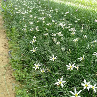 白花葱兰小袋苗广东中山批发绿植地被韭兰|ms
