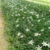 白花葱兰小袋苗广东中山批发绿植地被韭兰