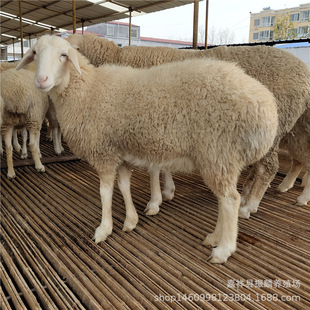 Сβ����N�� ������ С��� Сβ�������ĸ��Сβ����N��