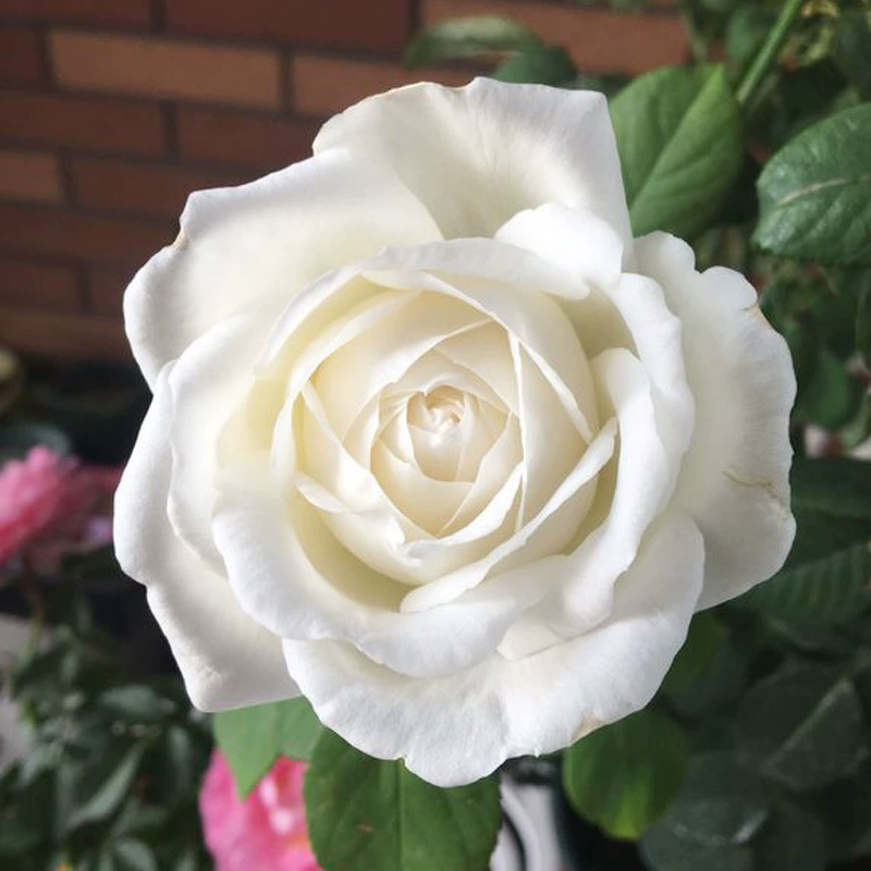 Однокорневые розы «Лебедь», антикварные розы, рассада в горшках, белые крупные цветы, розы для всех сезонов, для балкона и внутреннего двора.