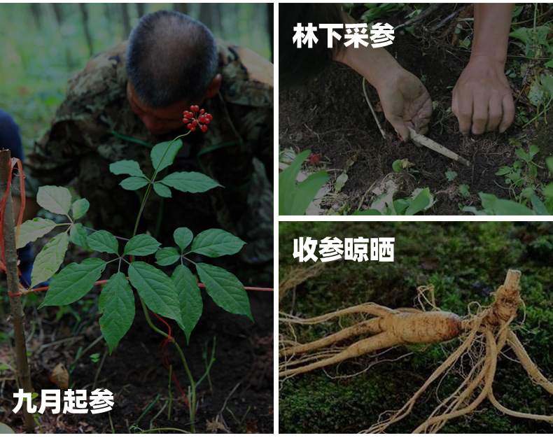 人參詳情頁(yè)_03