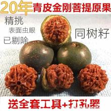 新鲜青皮大金刚菩提子原籽手串四五六多瓣散籽红黄皮爆肉通货