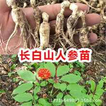 Lɽ˅Թ˅N˅ͥԺNֲ˅ӹ